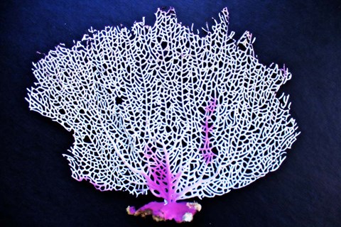 Framed Coral On Navy I Print