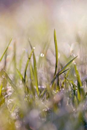 Framed Soft Morning Dew I Print