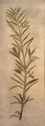 Framed Captured Nature I Print