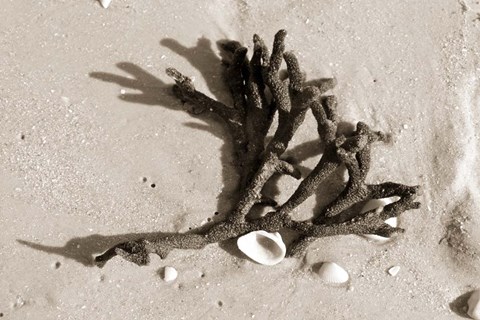 Framed Coral on Sand Print