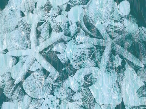 Framed East Coast Shells I Print