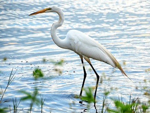 Framed By The Lake Egret Print