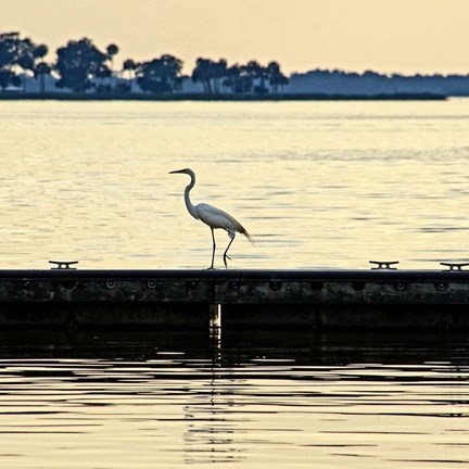 Framed Along The Pier Print