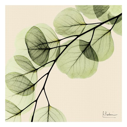 Framed Mint Eucalyptus 1 Print