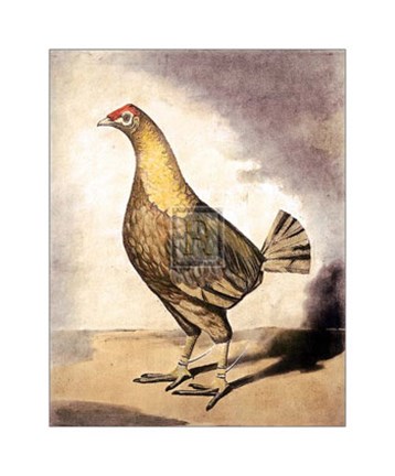 Framed Streakey Brested Red Dun Print