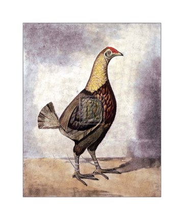 Framed Black Brested Dark Red Print