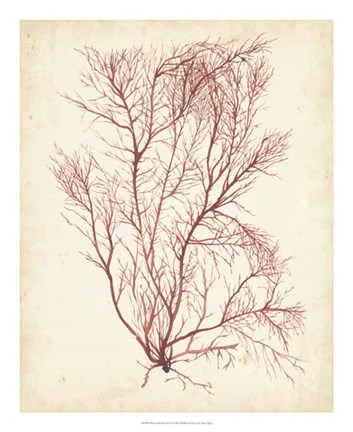 Framed Watercolor Sea Grass I Print