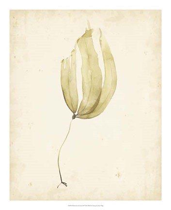 Framed Watercolor Sea Grass III Print