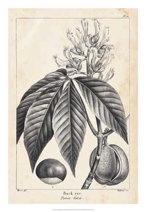 Framed Vintage Buckeye Tree Print