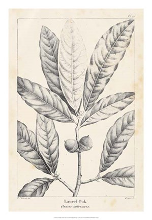 Framed Vintage Laurel Oak Tree Print