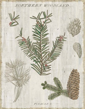 Framed Woodland Chart II Print