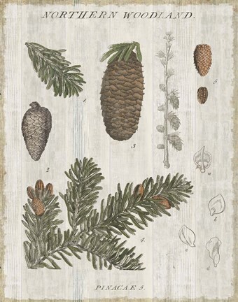 Framed Woodland Chart IV Print