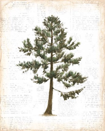 Framed Into the Woods Trees I Print