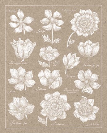 Framed Anemone Plate I Print