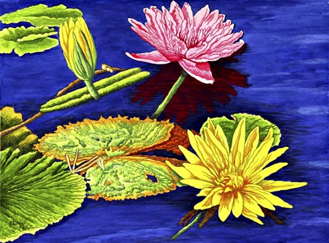 Framed Water Lilies III Print