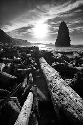 Framed Driftwood Sun 1 Silver Print