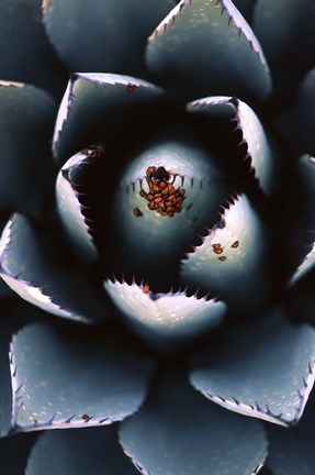 Framed Ladybugs Agave Print