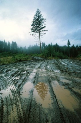 Framed Lonefir Print