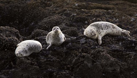 Framed Lounging Seals Print