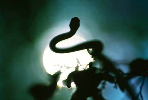 Framed Snake Sun Print