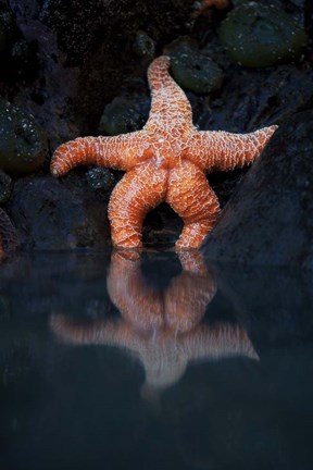 Framed Starfish Reflection 2 Print