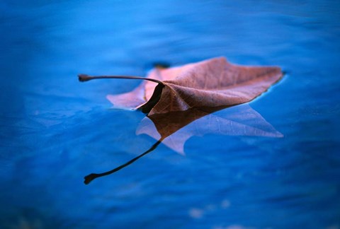 Framed Sycamore Reflection Print