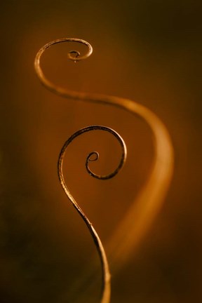 Framed Tendrils Red Print