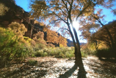 Framed Trembling Print
