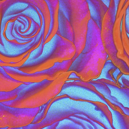 Framed Pink Orange Blue Roses Print