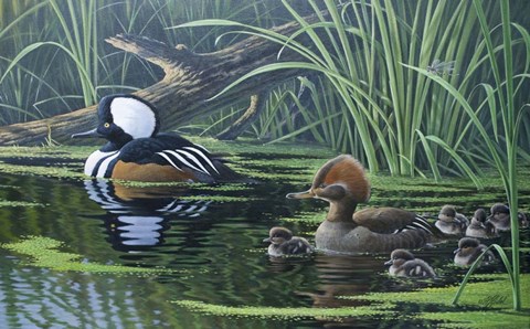 Framed Merganser Print