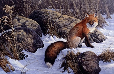 Framed Mid Winter Pause - Red Fox Print