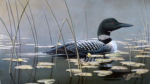 Framed Loon In Reeds Print
