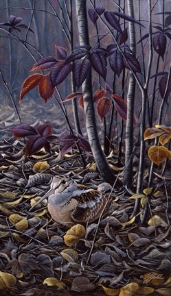 Framed Autumn Colors- Woodcock Print