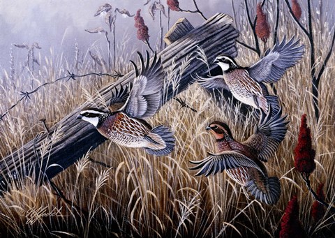 Framed Corner Post Covey - Bobwhite Print