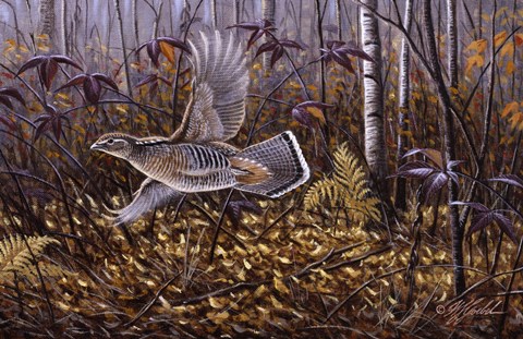 Framed Silver Streak - Ruffed Grouse Print