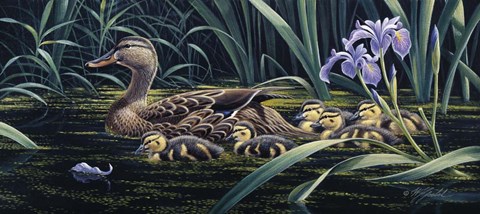 Framed Mother&#39;s Day - Mallard Print