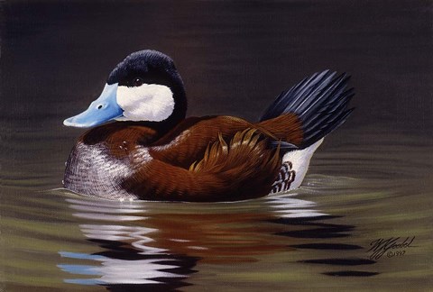 Framed Ruddy Duck Print
