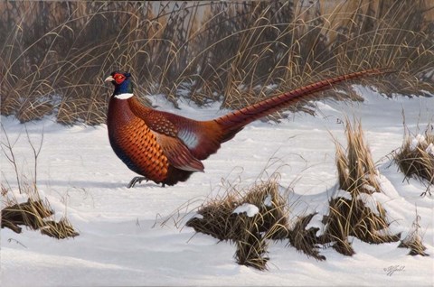 Framed Winter Walk Pheasant Print
