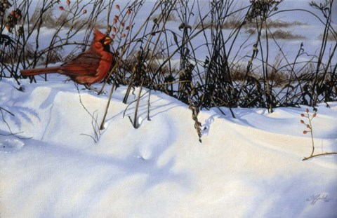 Framed Winter Cardinal Print