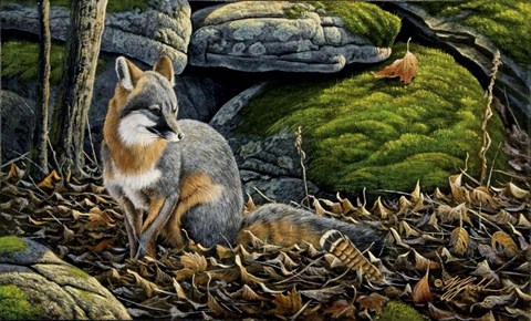 Framed Grey Fox Print