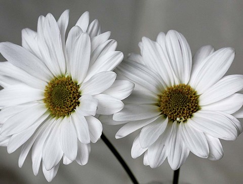 Framed Don&#39;t Eat Daisies II Print