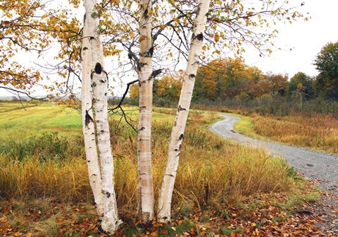 Framed Birches Print