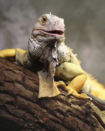 Framed Iggy III Print