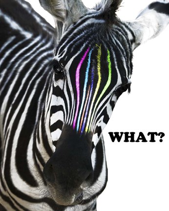 Framed Zebra Colors Print