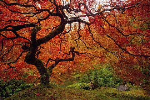 Framed Tree Fire Print