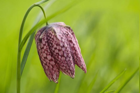 Framed Snake&#39;s Head Fritillary Flower Print