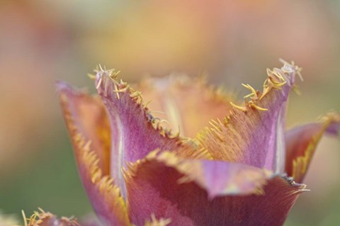 Framed Tulip Crispa Print