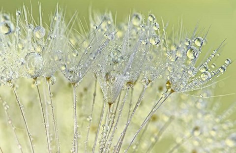 Framed Dandelion Dew I Print