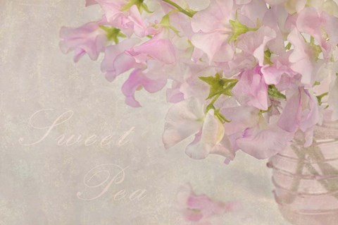 Framed Sweet Pea Print