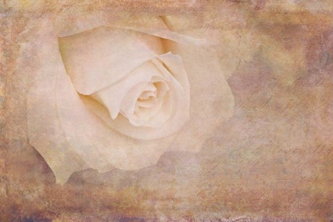 Framed Vintage Rose Card Print